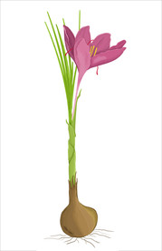 手绘藏红花中药材