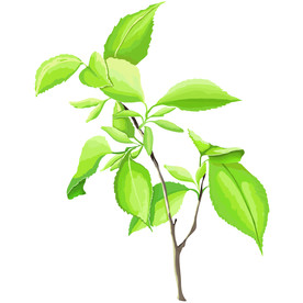 手绘中药材杜仲PSD分层