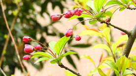 春天垂丝海棠发芽摄影