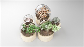 玻璃花瓶中的植物