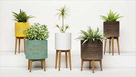 现代观赏绿色植物集合