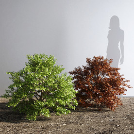 现代 紫荆 灌木 模型 绿色