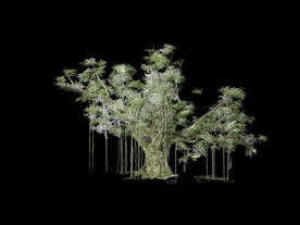 热带植物 雨林植物 榕树