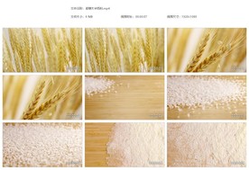 小麦 麦穗大米米粉 粮食杂粮