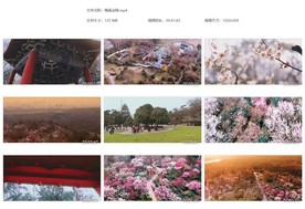 梅满金陵樱花唯美樱花花瓣