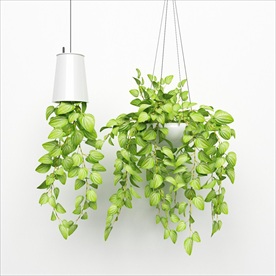 两盆吊着的绿色植物