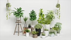 一组观赏绿色植物集合