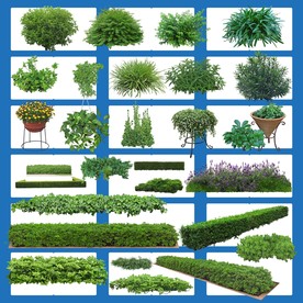 盆栽园林绿化小区城市绿化景观