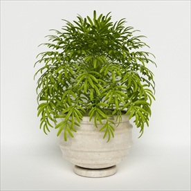 一盆绿色户外观赏植物