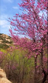 春天 花 抖音视频 原拍风景