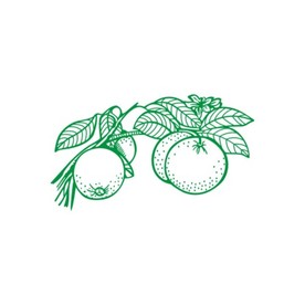 简笔画线描柑橘图案CDR矢量图