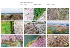 贵州宣传片平坝农场万亩樱花