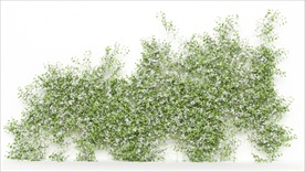 墙上的绿色藤蔓植物