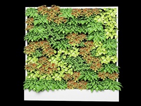 一面绿色植物墙