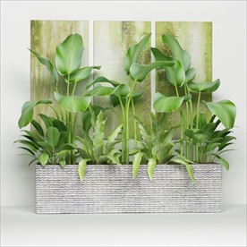 一组观赏性户外绿色植物