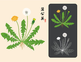 蒲公英 手绘蒲公英