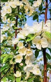原创抖音小视频 花 蜜蜂 春天