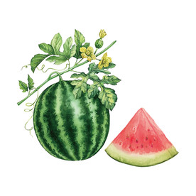 手绘水果西瓜