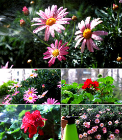 4K休闲在家打理阳台花草