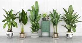 绿色观赏性植物