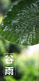 谷雨海报