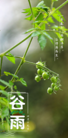谷雨海报
