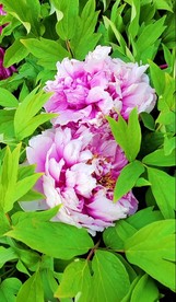 牡丹 抖音 小视频