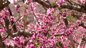 春暖花开航拍桃花