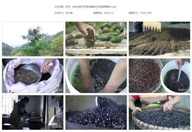 生松籽红松子打塔采摘筛选加工
