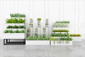 一组现代绿色观赏性植物