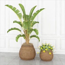 藤编花盆绿色植物