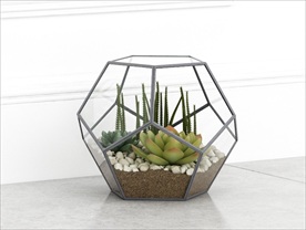 小清新多肉植物