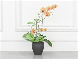 一盆美丽的兰花