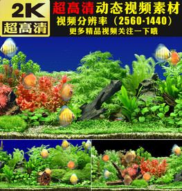 水族馆金鱼鱼儿水里游动视频素材