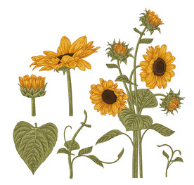 向日葵素材图片大全 向日葵素材设计素材 向日葵素材模板下载 向日葵素材图库 昵图网soso Nipic Com