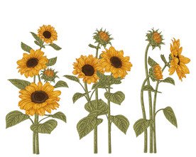 向日葵素材图片大全 向日葵素材设计素材 向日葵素材模板下载 向日葵素材图库 昵图网soso Nipic Com