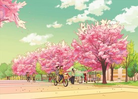 手绘湖北素材樱花大道美景