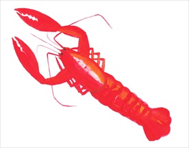 手绘龙虾 大龙虾 小龙虾