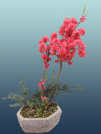 樱花盆栽