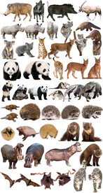 野生动物世界合集免抠素材