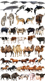 动物世界哺乳野生合集免抠素材