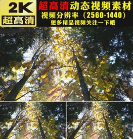 唯美枫树林实拍视频素材