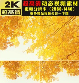 唯美金色秋天枫叶枫树视频素材