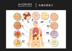 矢量医学生物男性人体图解插画