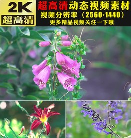 春天春季植物鲜花小草生长视频