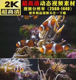 海洋海底世界鱼群游动实拍视频