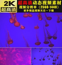 粉色梦幻海底荧光水母视频素材