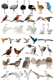 鸟类飞鸟动物飞禽免抠素材