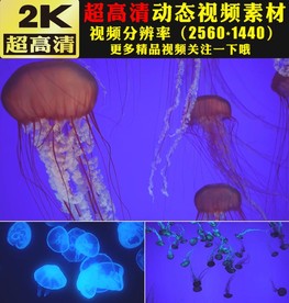 唯美梦幻海底水母游动视频素材