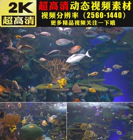 海底世界海洋海水视频素材